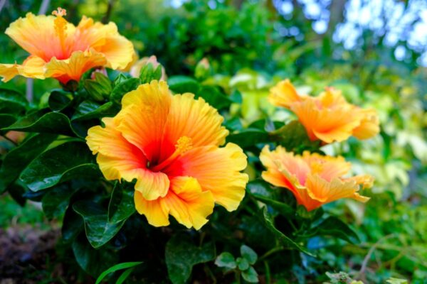 What Does a Hibiscus Symbolize