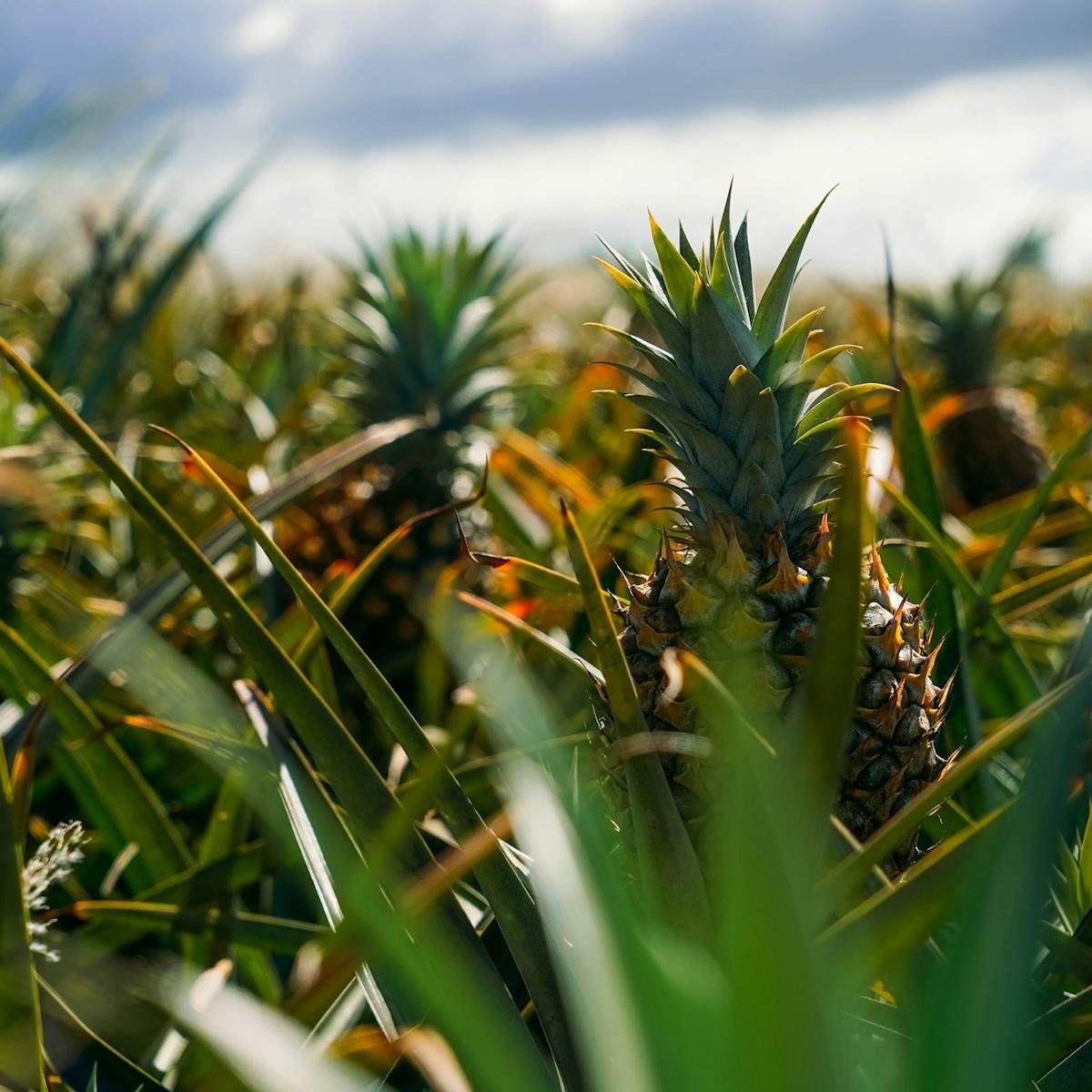 When is Pineapple Season in Hawaii
