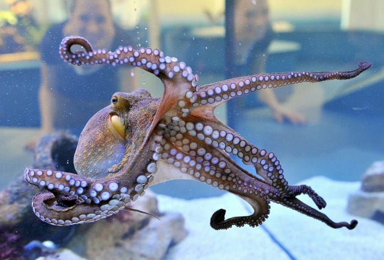 xAre Octopus Endangered 1