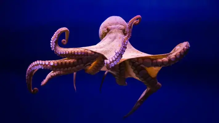 Are Octopus Endangered 1