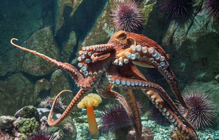 Are Octopus Endangered 1