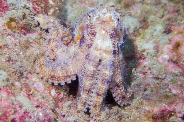 Can Octopus Camouflage