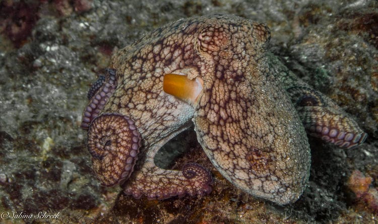 Can Octopus Camouflage