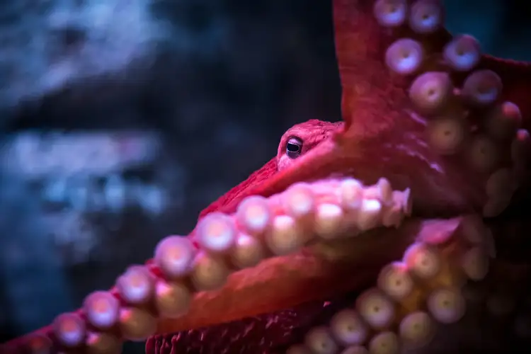 Can You Have an Octopus as a Pet