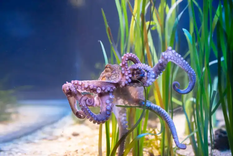 Can You Have an Octopus as a Pet