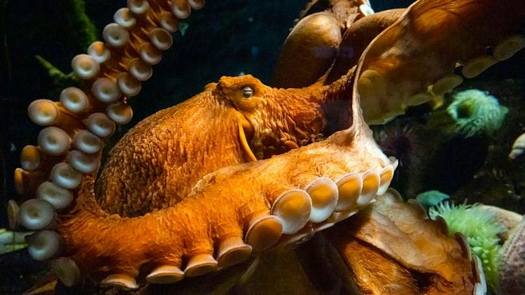 are octopus smarter than humans 43