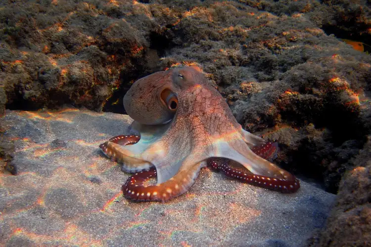 are octopus smarter than humans 43