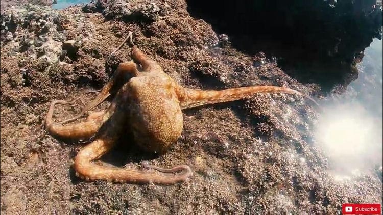 can octopus live on land