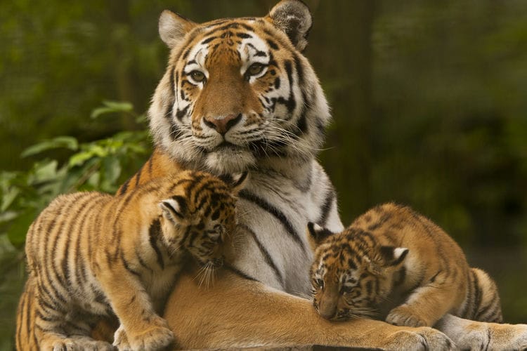 Can Tigers Be Domesticated