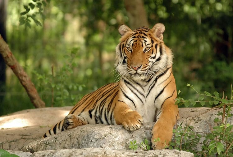Do Tigers Live in the Rainforest