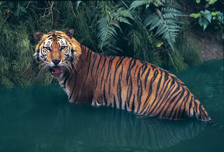 Do Tigers Live in the Rainforest