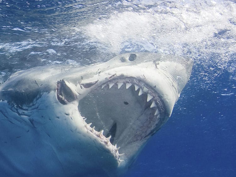 What Shark Attacks the Most 1