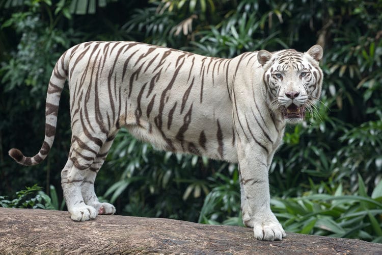 Will Tigers Go Extinct