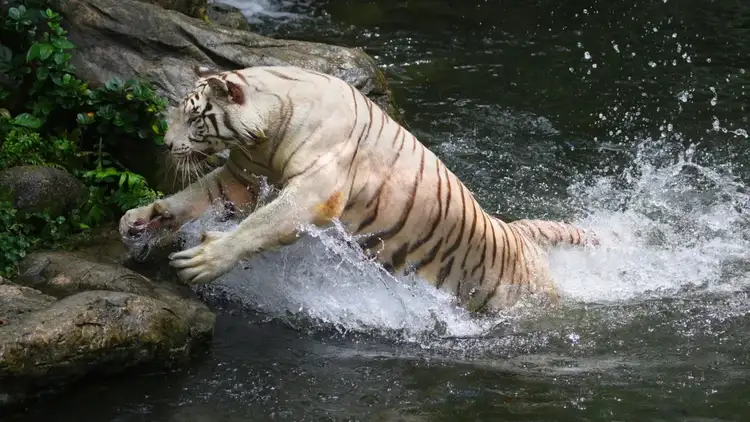 What Tigers Are White 1
