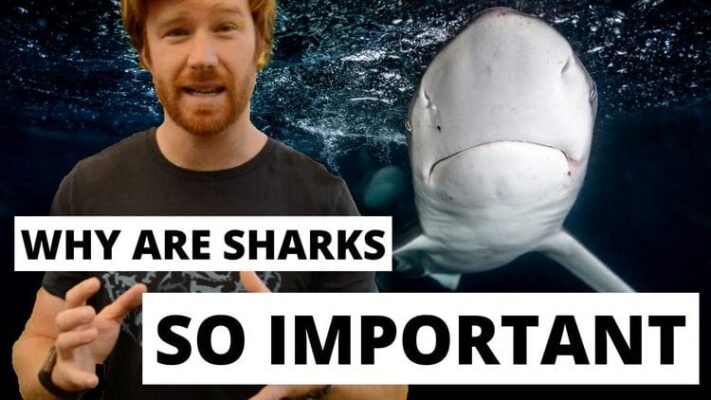 Why Sharks Are Important
