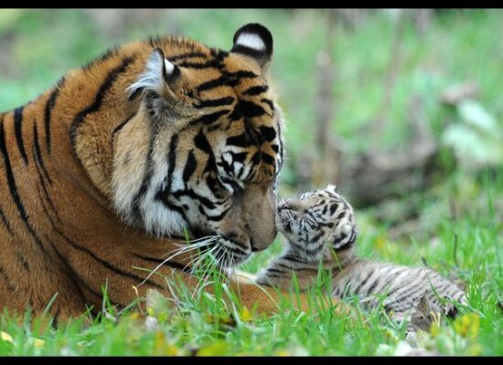 Will Tigers Go Extinctv