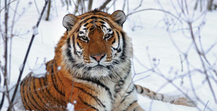 Will Tigers Go Extinct