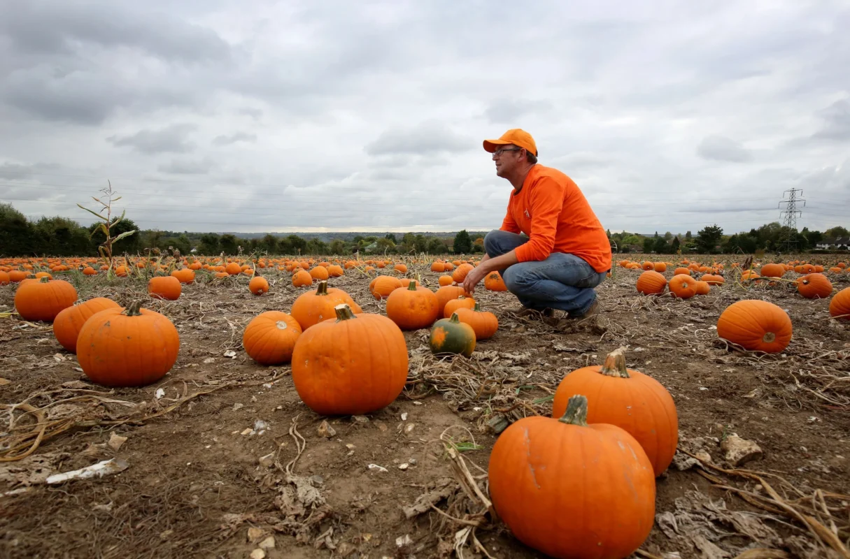 Where do Pumpkins Grow?