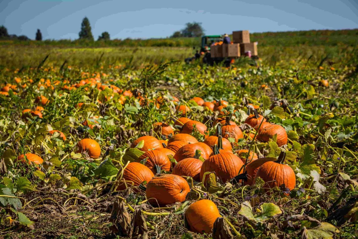 Where do Pumpkins Grow?